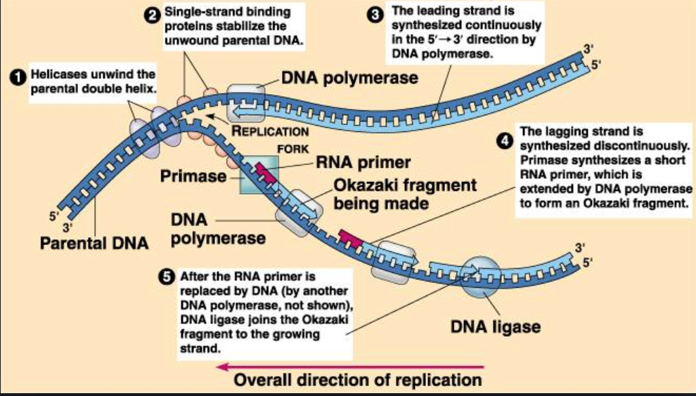 what-is-the-primer-used-for-dna-replication-socratic